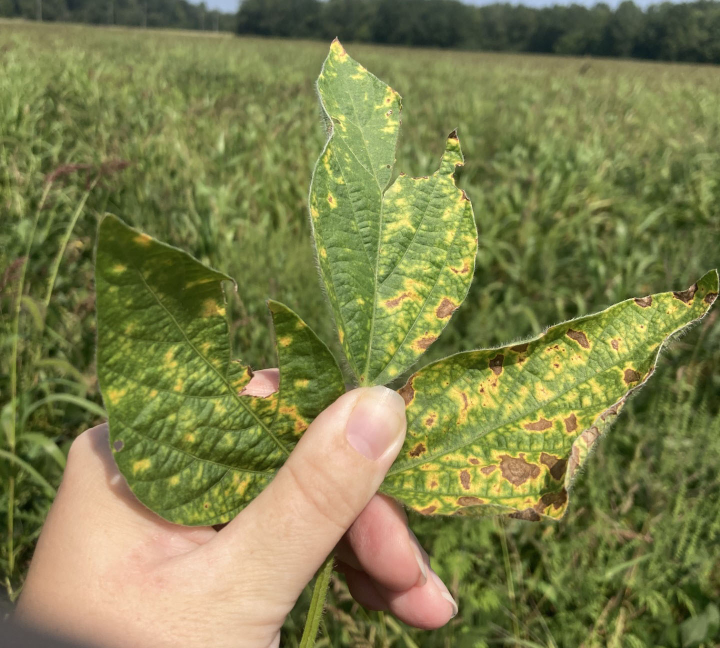 Yellow and brown blotchy spots on a soybean leaf.